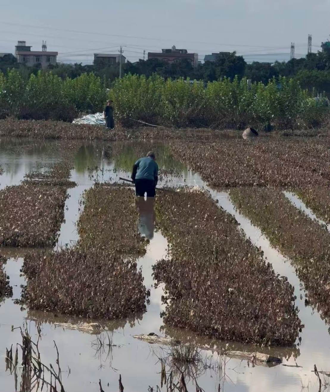 洪水消退，“中国茉莉之乡”横州受重创，超190亿元产业链的“内伤”何时能愈合 (http://www.kingbaby.com.cn/) wap 第8张
