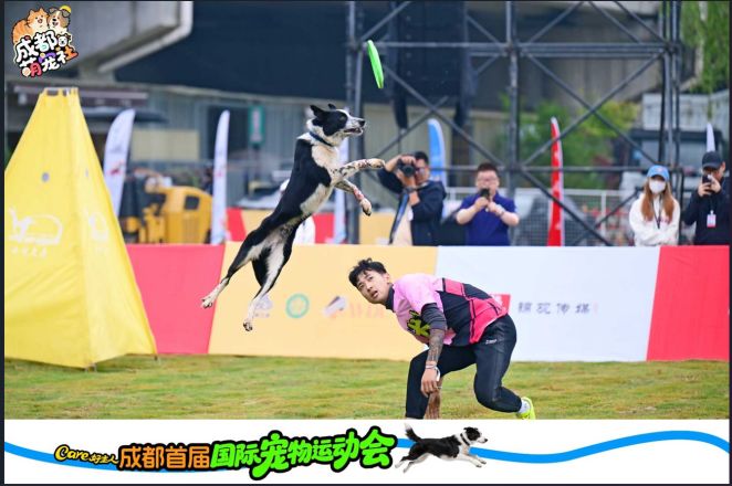 花海遇萌宠！成都首届国际宠物运动会解锁五一新玩法 (http://www.kingbaby.com.cn/) wap 第3张