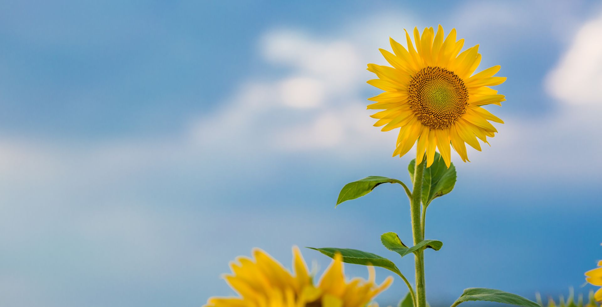 成都官宣入夏！今夏是史上最热吗？气象专家权威解答