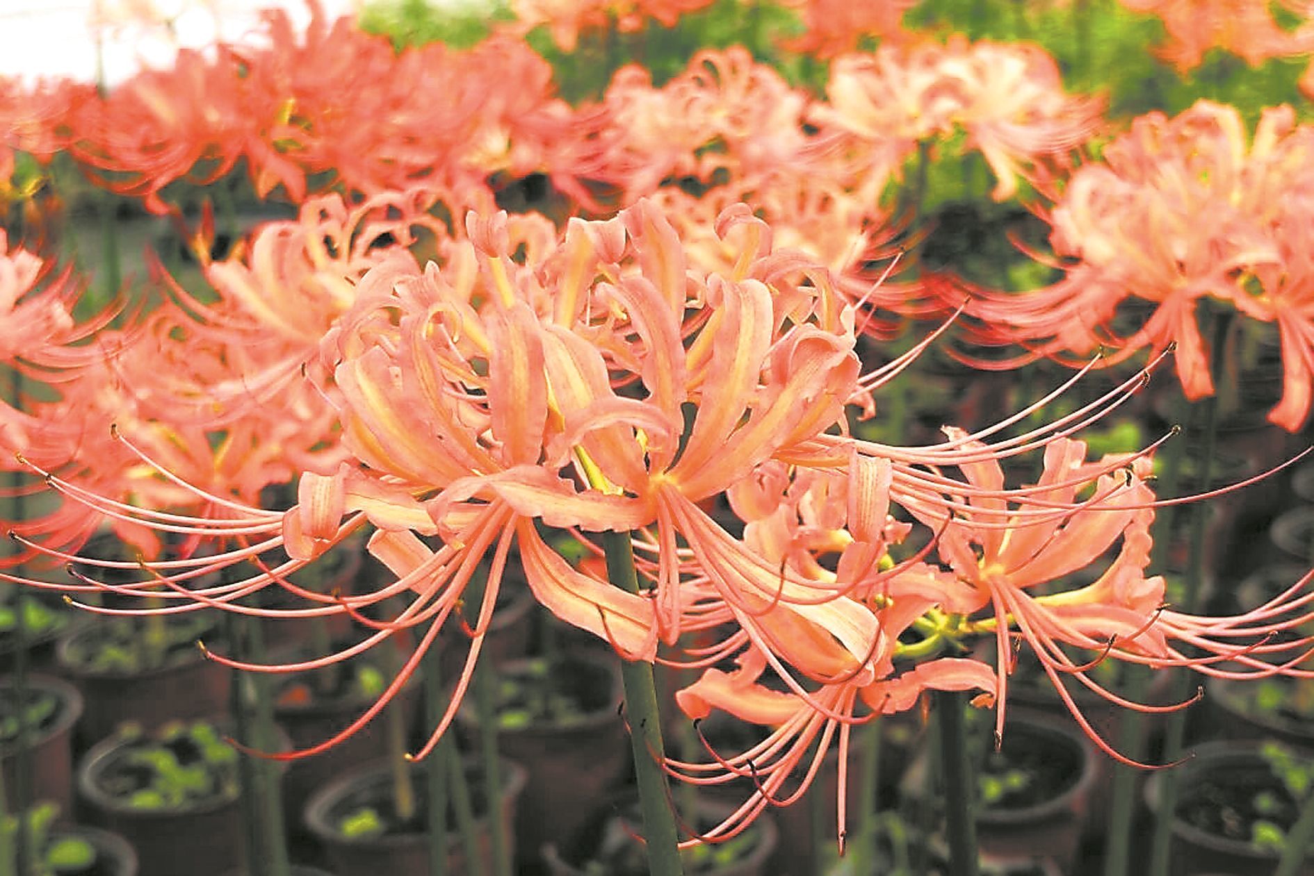 成都绿化带试种“省心”花卉