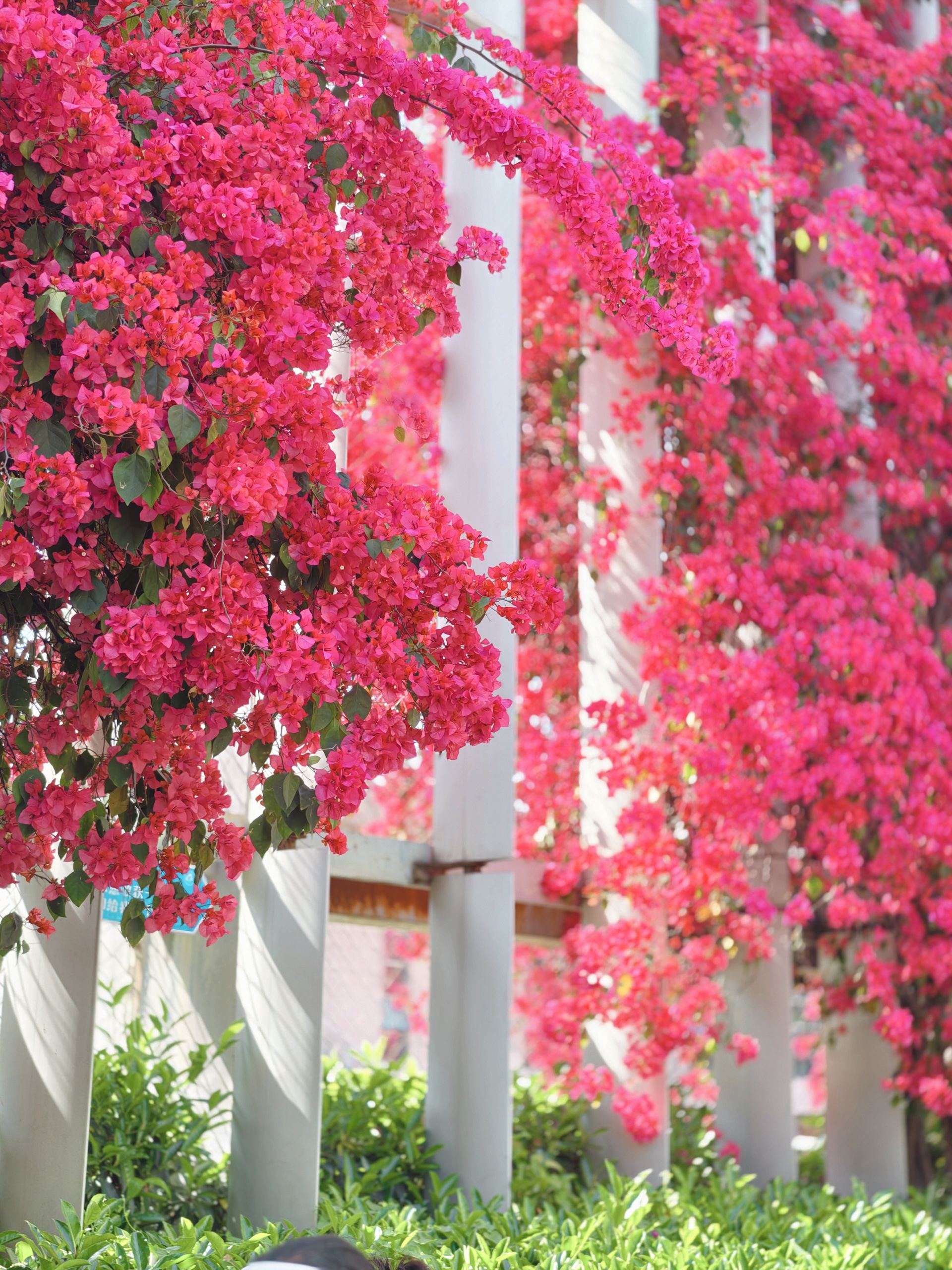 石室天府中学墙外三角梅盛放，路人争相打卡