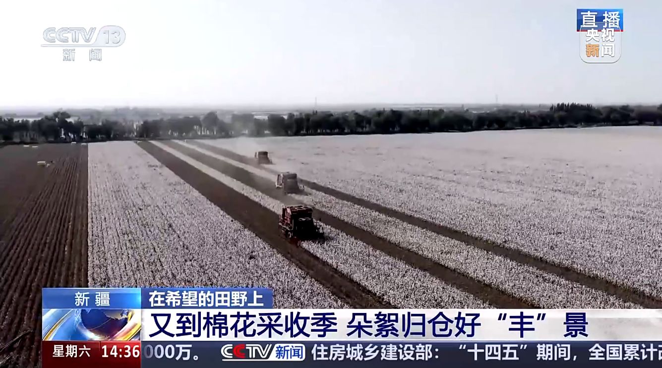 在希望的田野上 新疆 又到棉花采收季 朵絮归仓好“丰”景