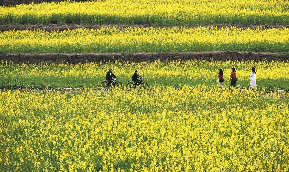 春满锦城 公园踏春