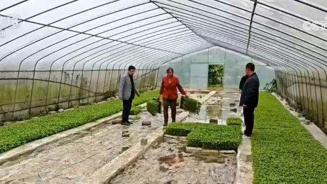 【牢记初心使命 奋进复兴征程】“火辣”产业装点黔山秀水 映红百姓幸福生活