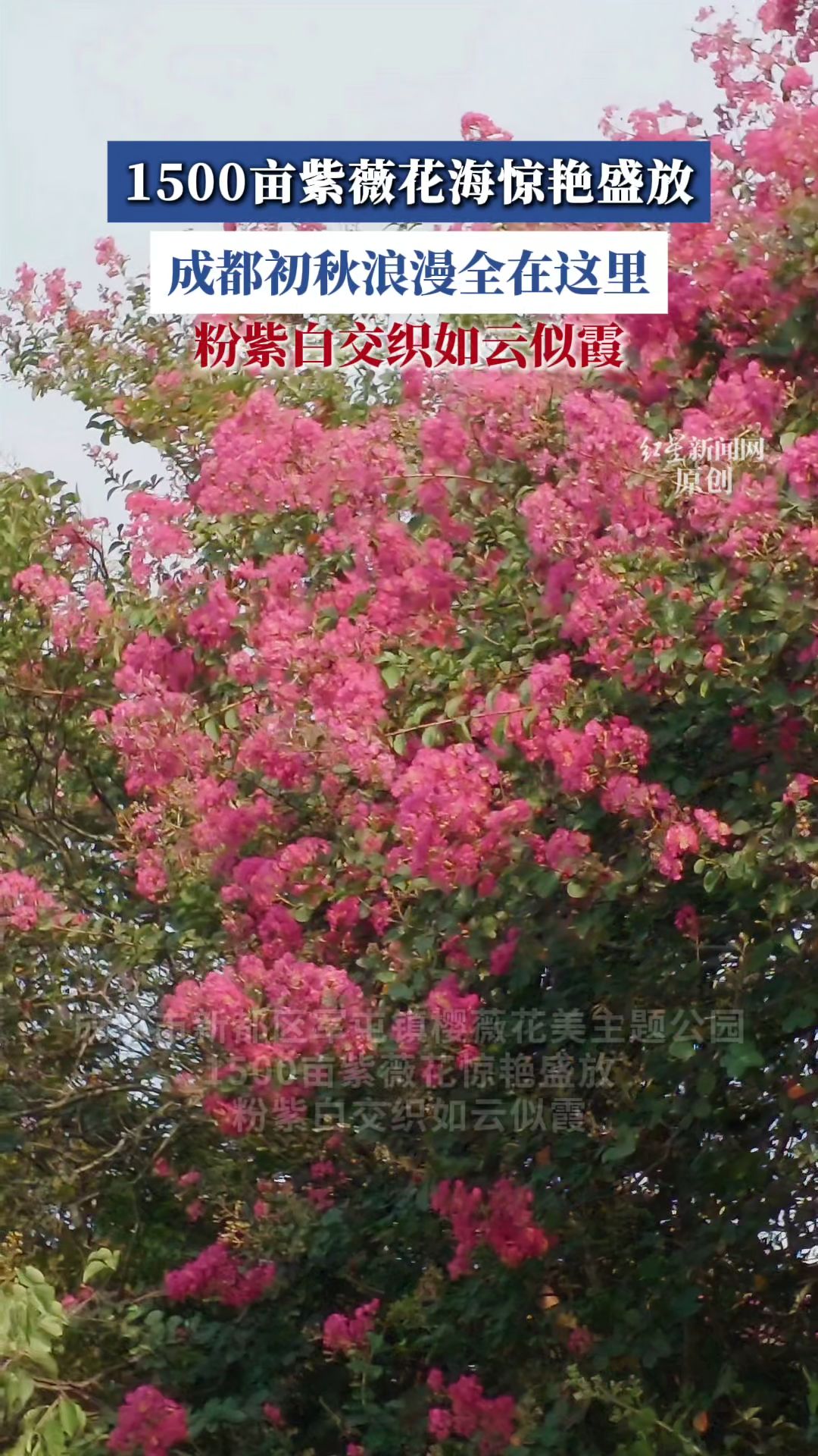 太美啦！1500 亩紫薇花海惊艳盛放～成都初秋浪漫全在这里