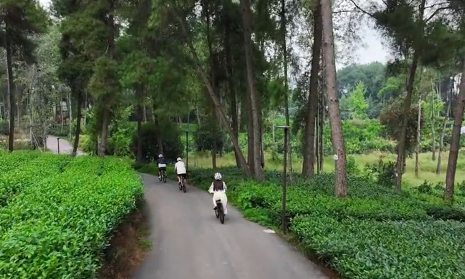 中秋国庆 来成都蒲江的森林与茶山