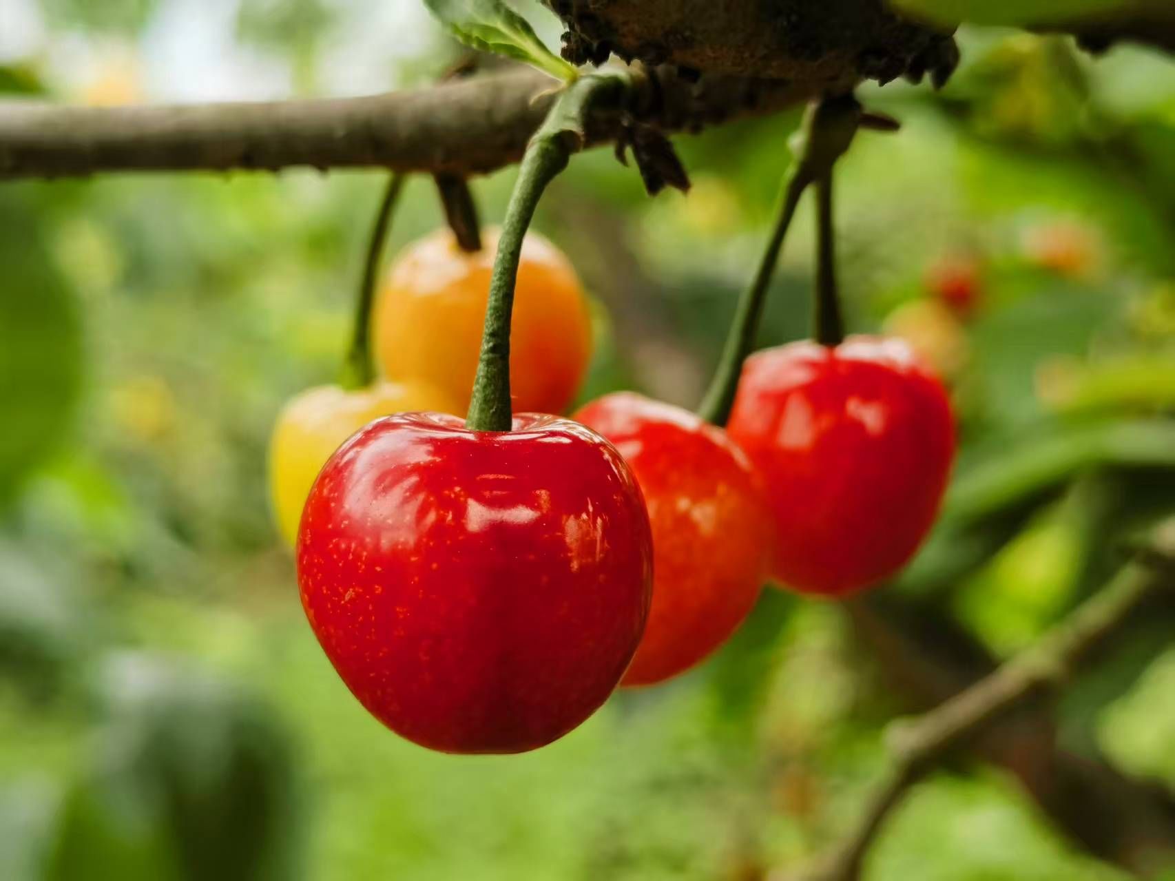樱桃红了！走，籍田红五摘樱桃去