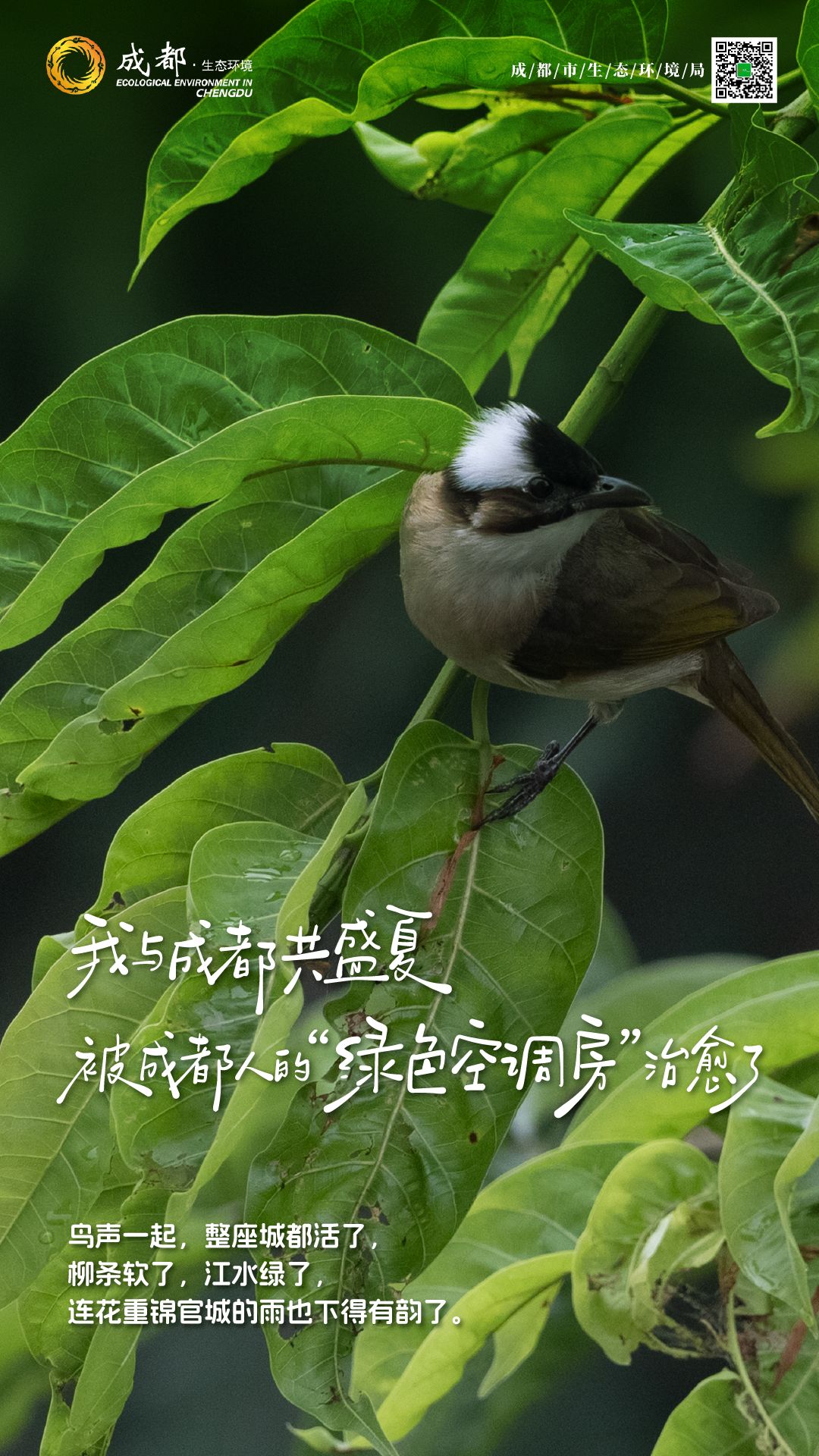“鸣” 声在外，听一曲林间天籁丨生态文学